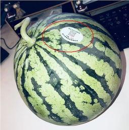 雅典娜网红吃瓜,揭秘娱乐圈吃瓜背后的真相 第1张 雅典娜网红吃瓜,揭秘娱乐圈吃瓜背后的真相 第1张